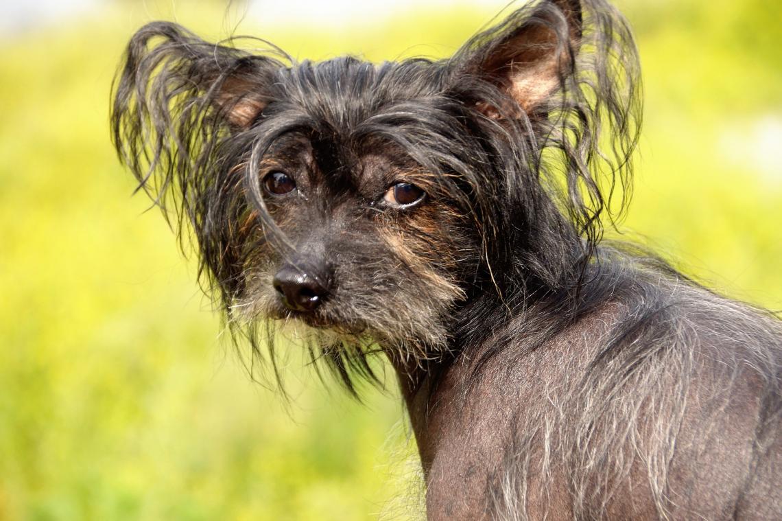 Chinese Crested Dog Dog Breed Information Facts And Pictures Dog Lover India