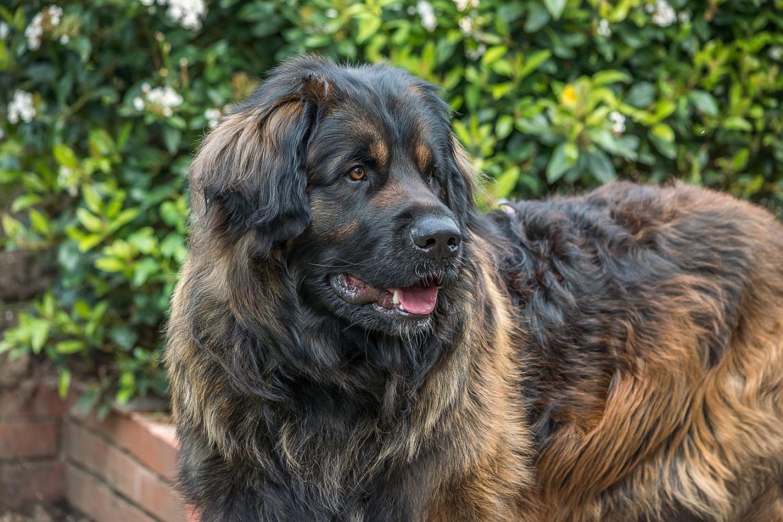 Leonberger Dog Breed Information Facts And Pictures Dog Lover India