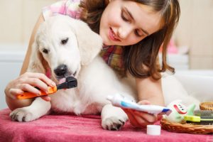Girl cleaning teeth of her dog at home