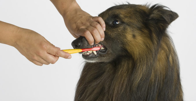 Dental Care in Dogs – Why (and how) you should brush your dog’s teeth regularly