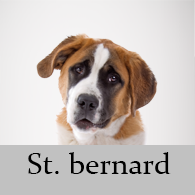St. bernard