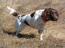 small pointer breeds