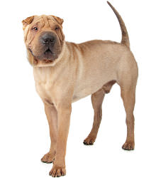 Shar Pei: Breed Facts Pictures | Lover India