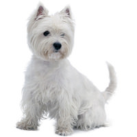 images of west highland terrier