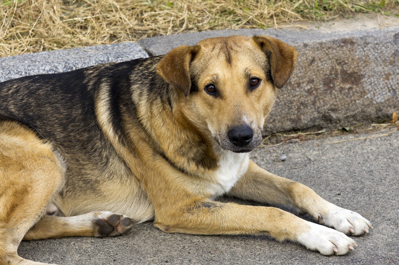 The lesson I Learnt from a Street Dog