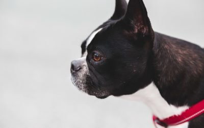 Boston Terrier: Dog Breed Information, Facts and Pictures